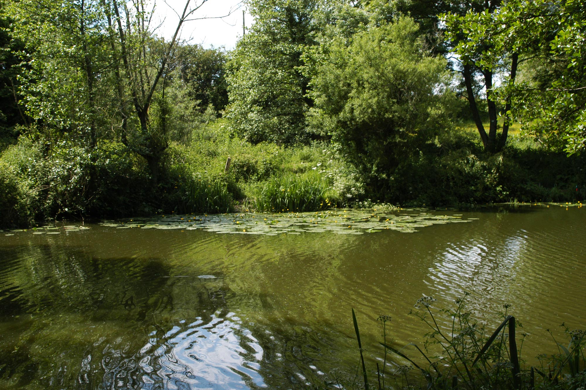 Mill-Pond-4